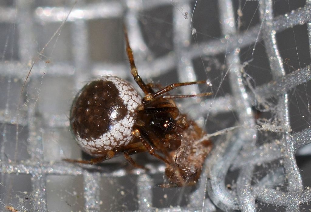 Sardinidion blackwalli preda Zygiella sp. - Grosseto